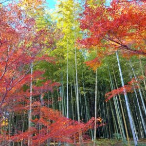 Alt Bamboo Forest Kyoto