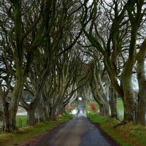 Alt Dark Hedges Irlanda