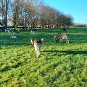 Alt Phoenix Park Dublino