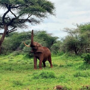 safari kenya elefante
