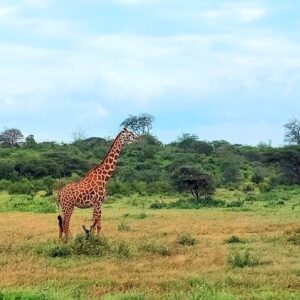 safari kenya giraffa